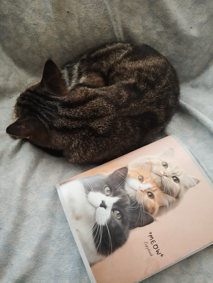 Спит в своем любимом кресле, а рядом лежит мой " котодневник" о похождениях наших шерстяных жителей, начатый 11 октября сего года