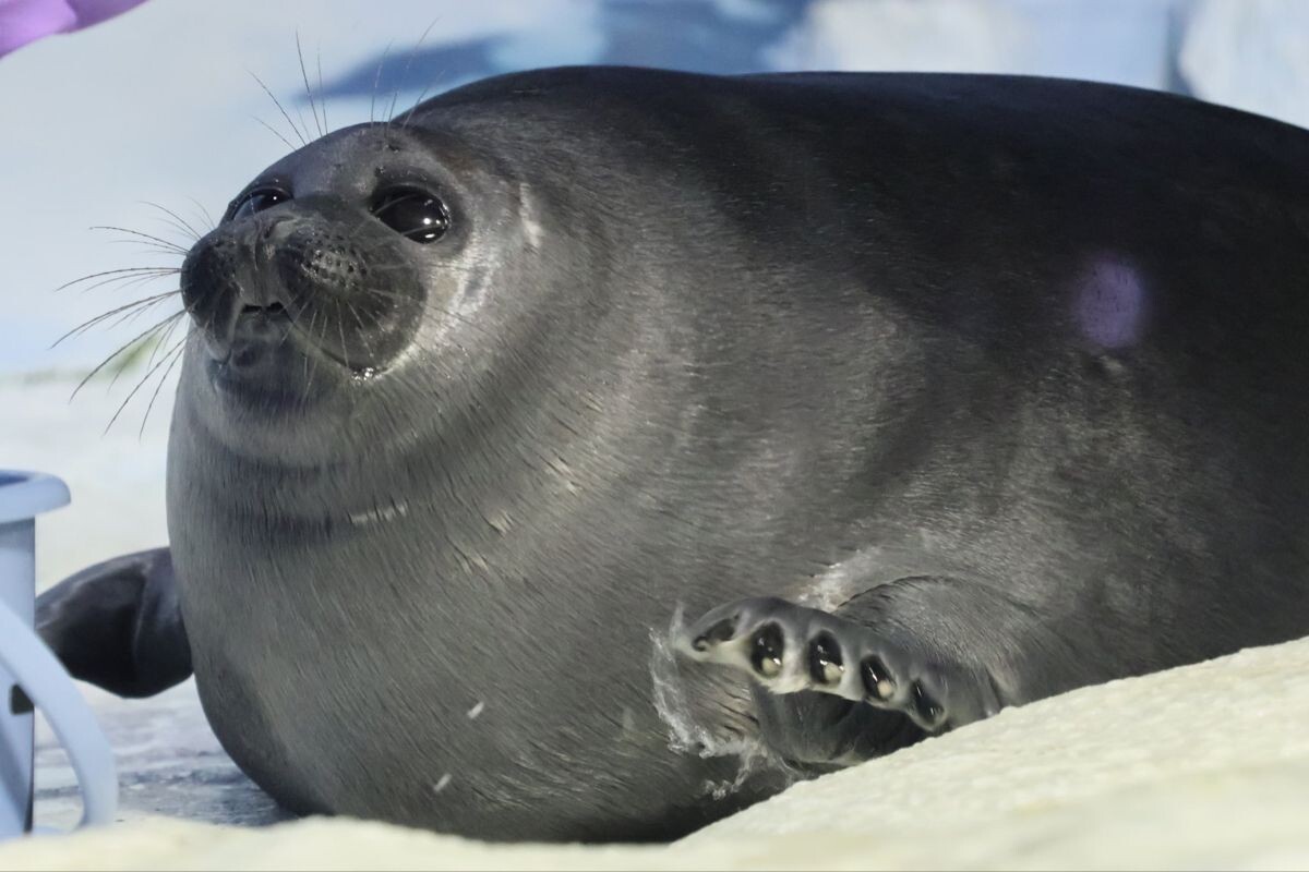 Фото с сайта: https://www.pinterest.com/ashleyreynolds808/smushies/