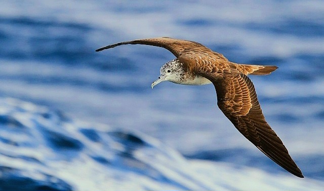 Птица Буревестник