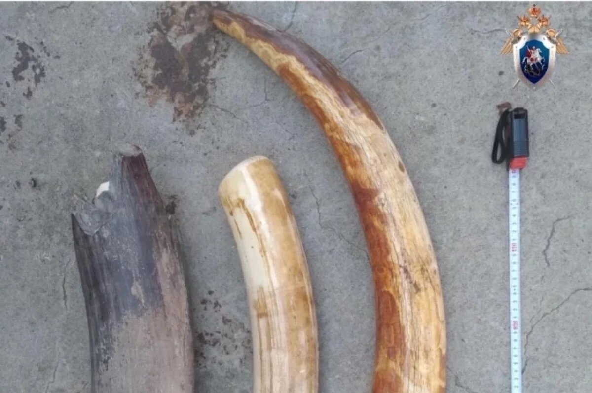    Смоленского бизнесмена подозревают в попытке контрабанды бивней мамонта