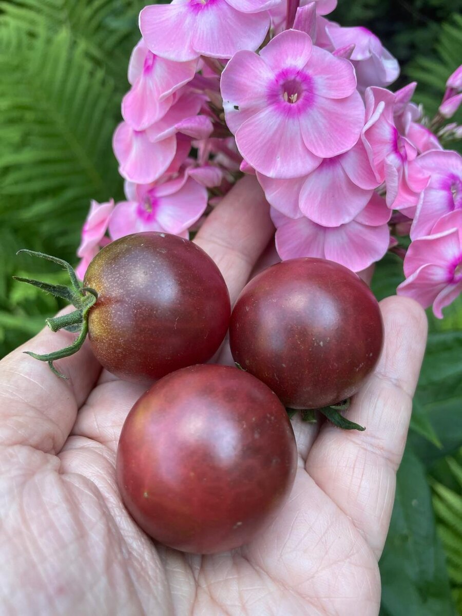 АнтоРотБраун 2025