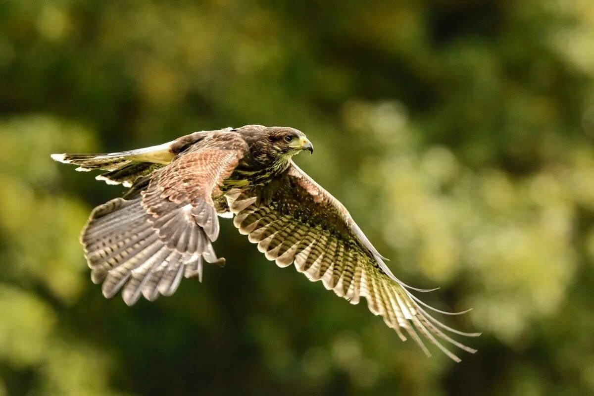 Фото с сайта: https://animals.pibig.info/50510-jastreb-v-profil.html