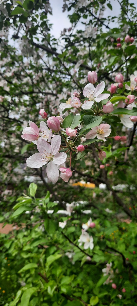 Цветущие деревья в усадьбе Н.А. Ярошенко в Кисловодске. Фото автора. Апрель, 2025 год.