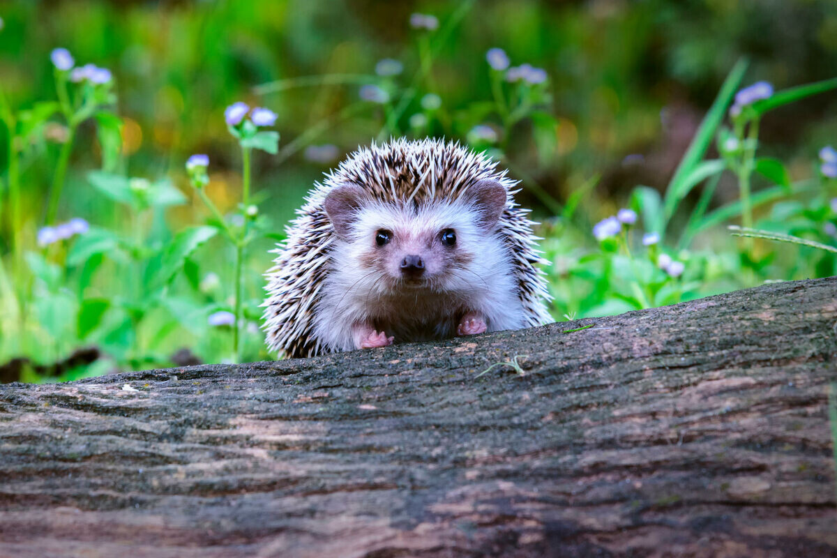 Фото с сайта: https://ru.vijesti.me/день/30993/ползет