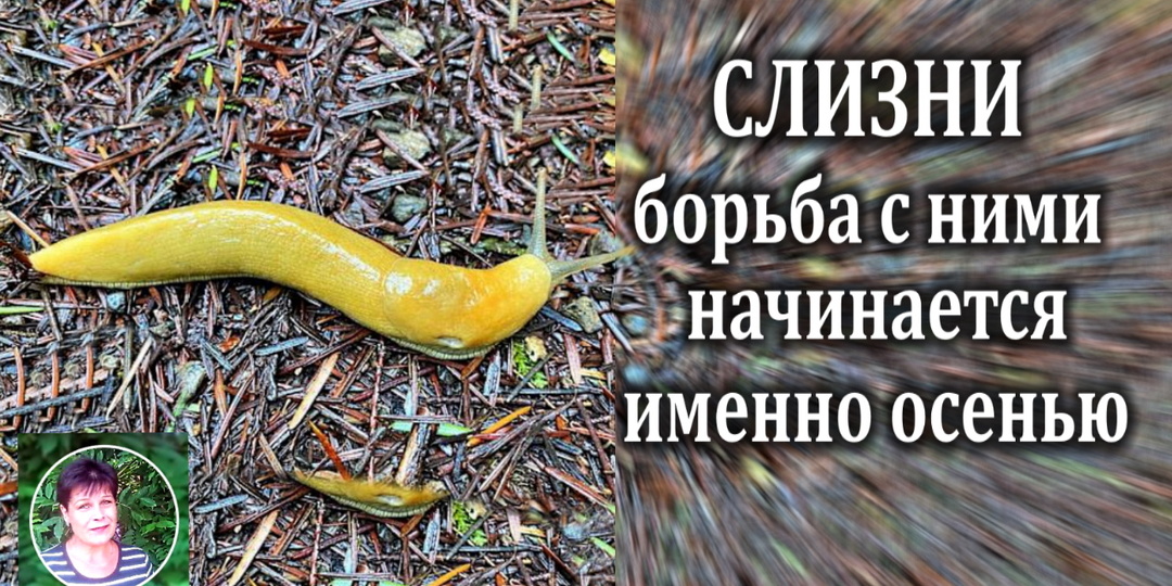 Не забудьте про профилактику от слизней осенью.