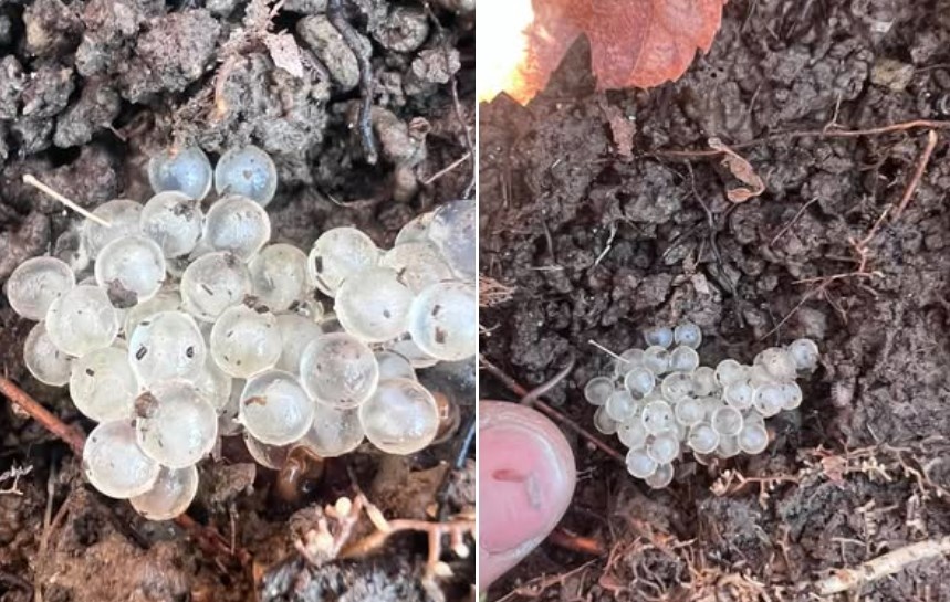 Слизни откладывают яйца поздней осенью в укромных местах. В данном случае под слоем листьев у основания стеблей калины