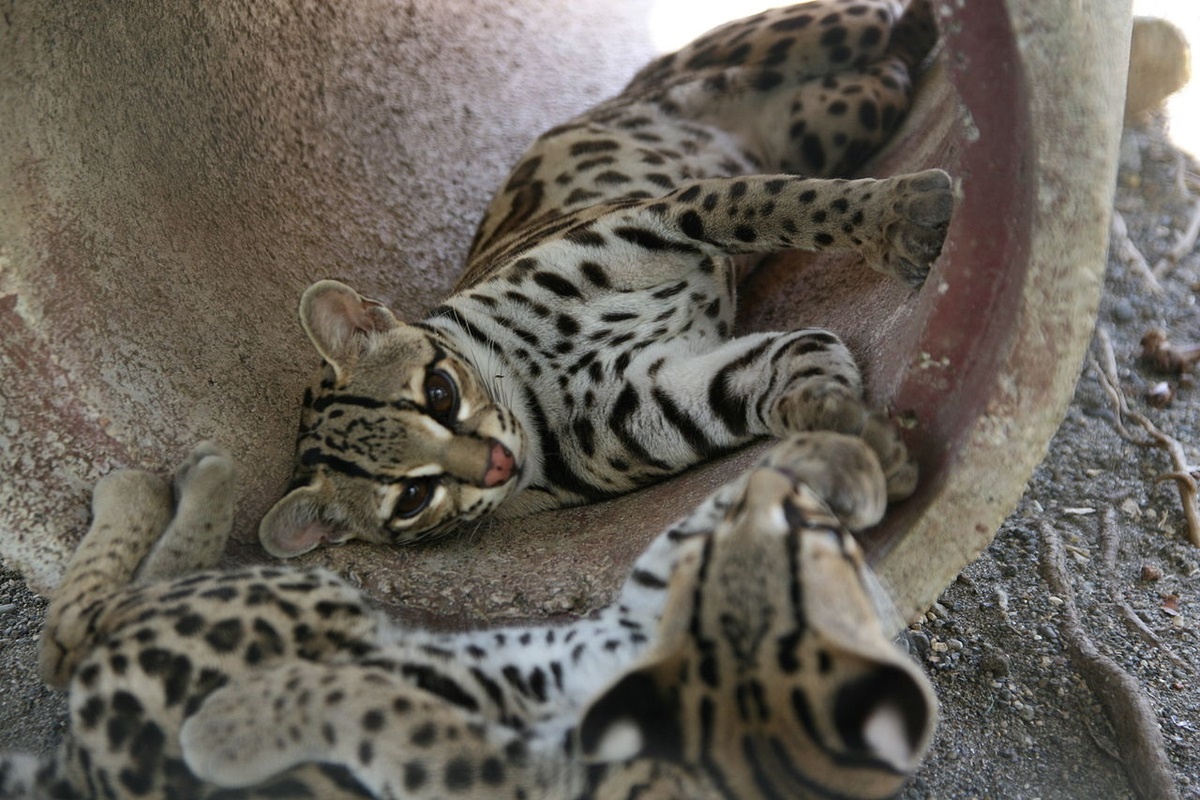 Фото с сайта: https://dzen.ru/a/XoEEEnqjVHRIiHyB