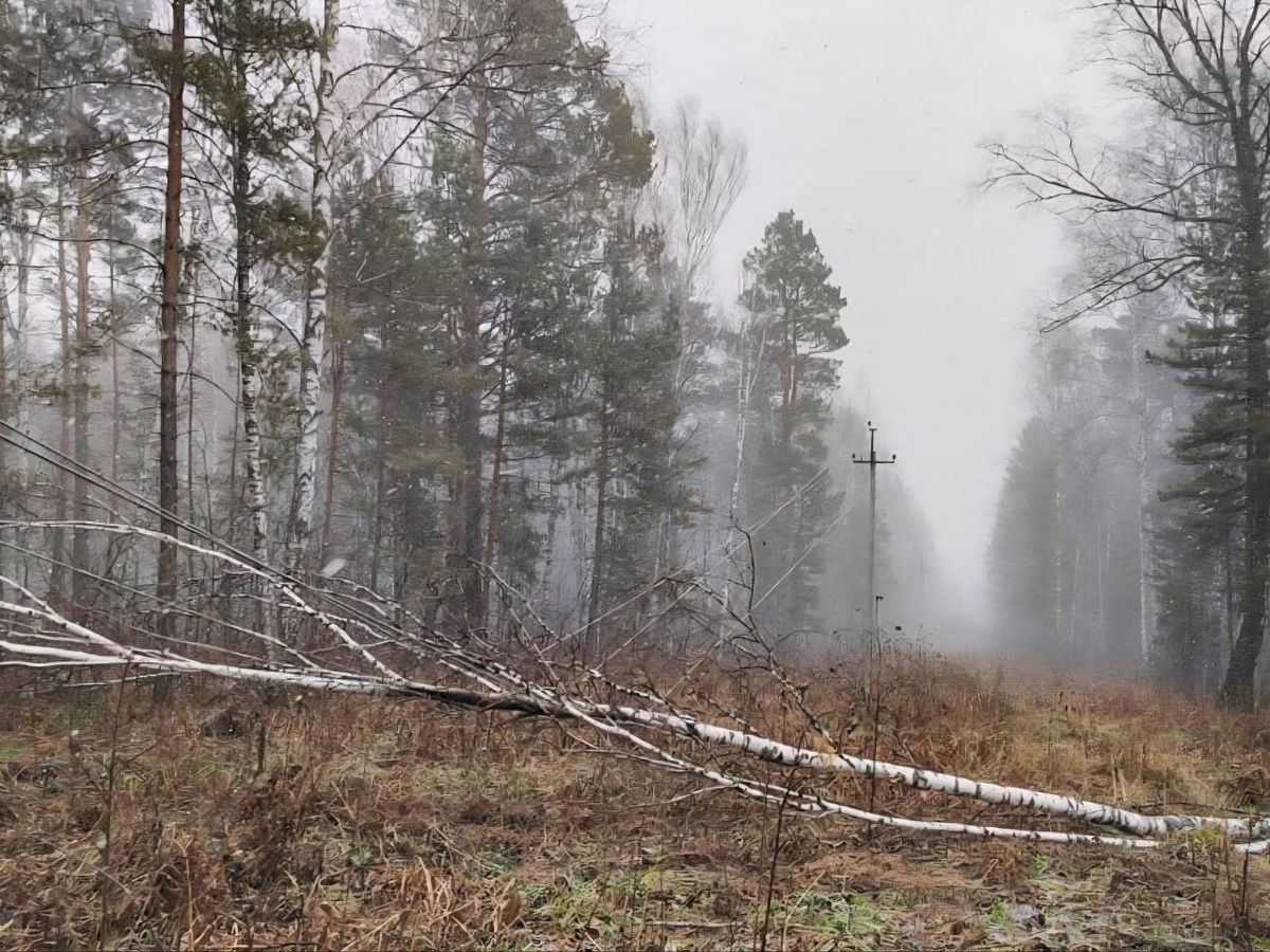    Фото: Россети Новосибирск