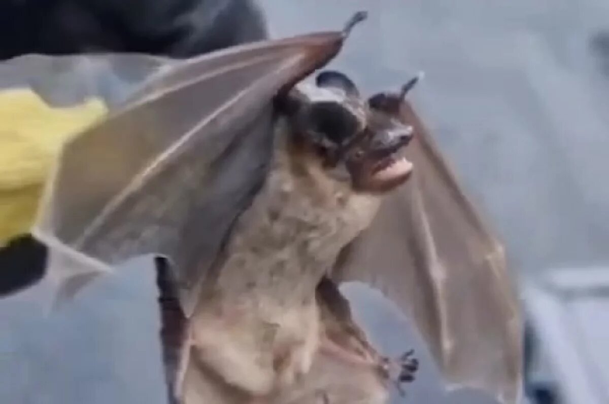    Жители Владивостока нашли приют для летучей мыши, обнаруженной в квартире