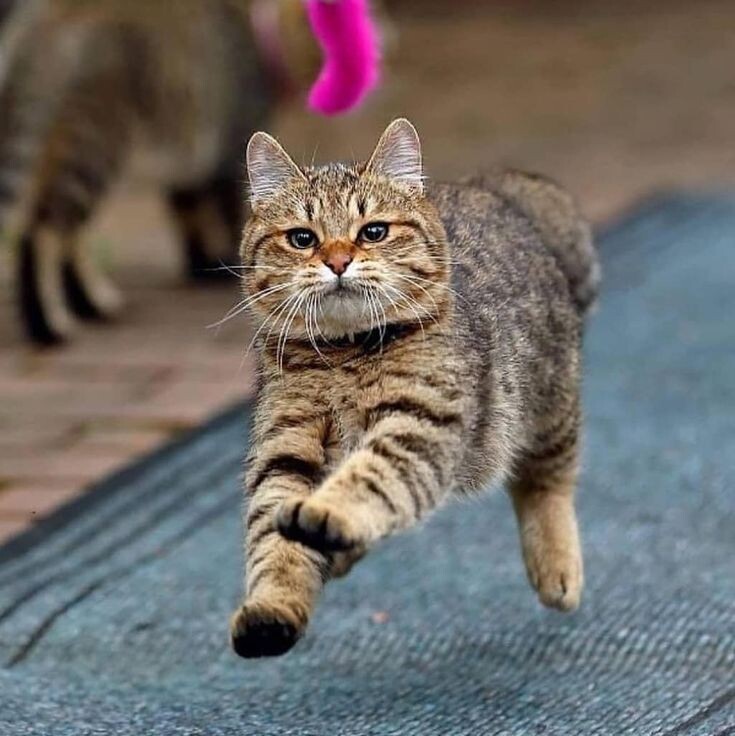 Нас утро встречает котами!!!😃