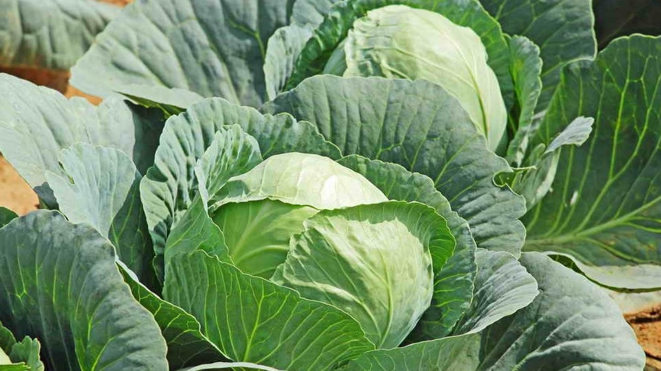 Результат после смены подхода к выбору сортов