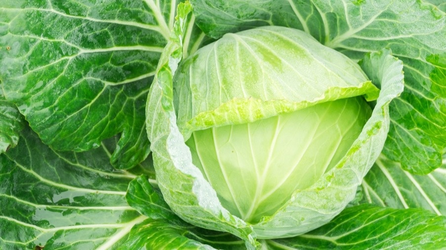 Контрольное взвешивание - только кочаны свыше 3,5 кг оправдывают затраты