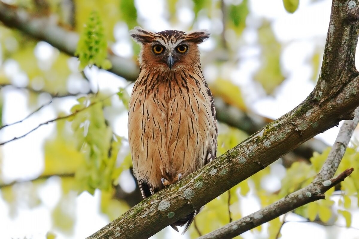 Фото с сайта: https://logoslab.ru/full_img/rybnyj-filin-kartinki/4