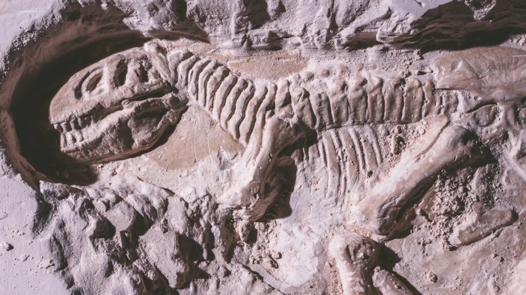 Вот так их находят, эти окаменевшие кости. А потом кропотливейшая работа по их высвобождению из породы