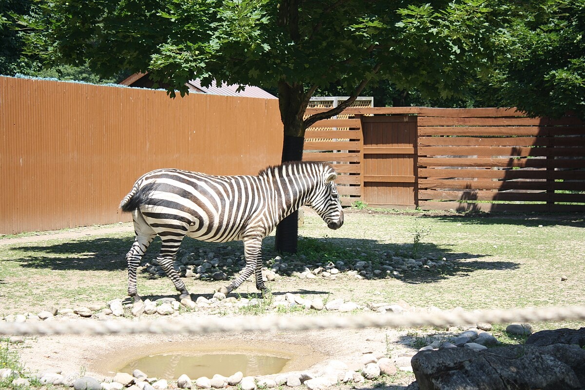 Зебра Гранта, фото с сайта: https://en.wikipedia.org/wiki/File:Grant's_Zebra_at_Lehigh_Valley_Zoo.JPG