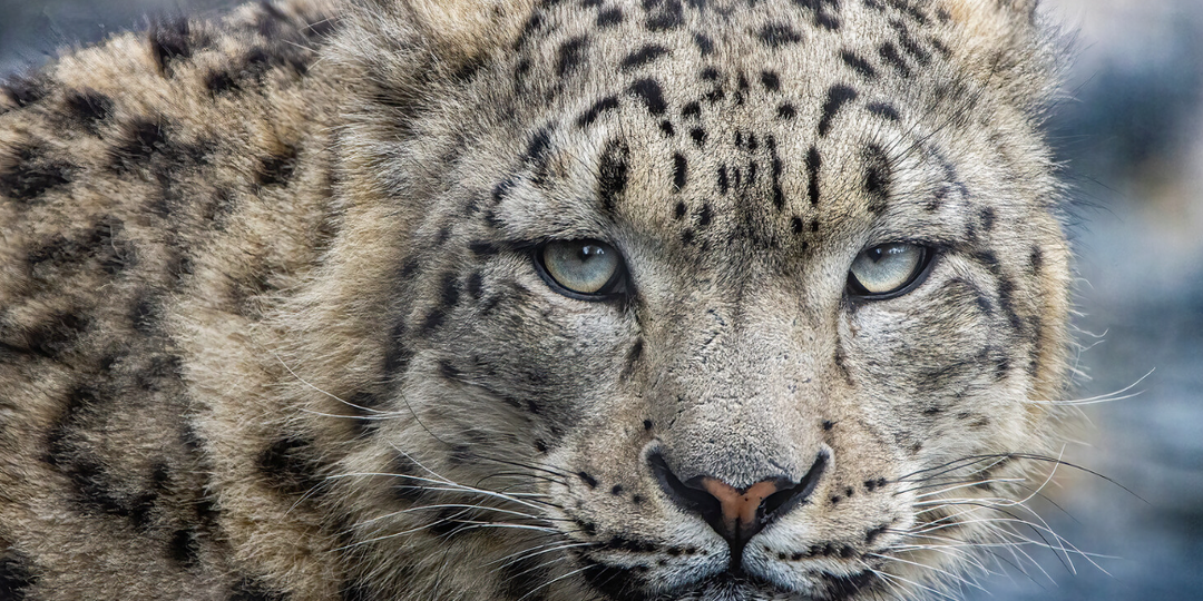 Снежный Барс — Дух Гор и Тишины