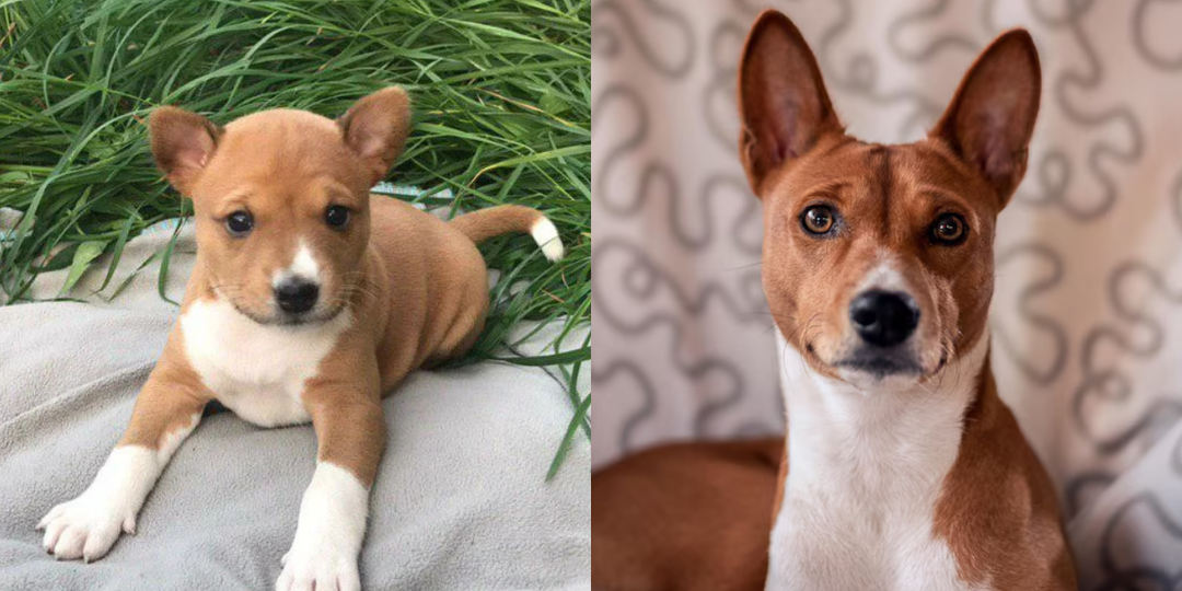 20 фото щенков и взрослых собак, которые заставят улыбнуться: часть 2