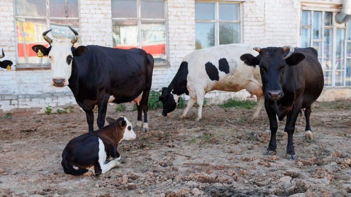     Источник: 1MI