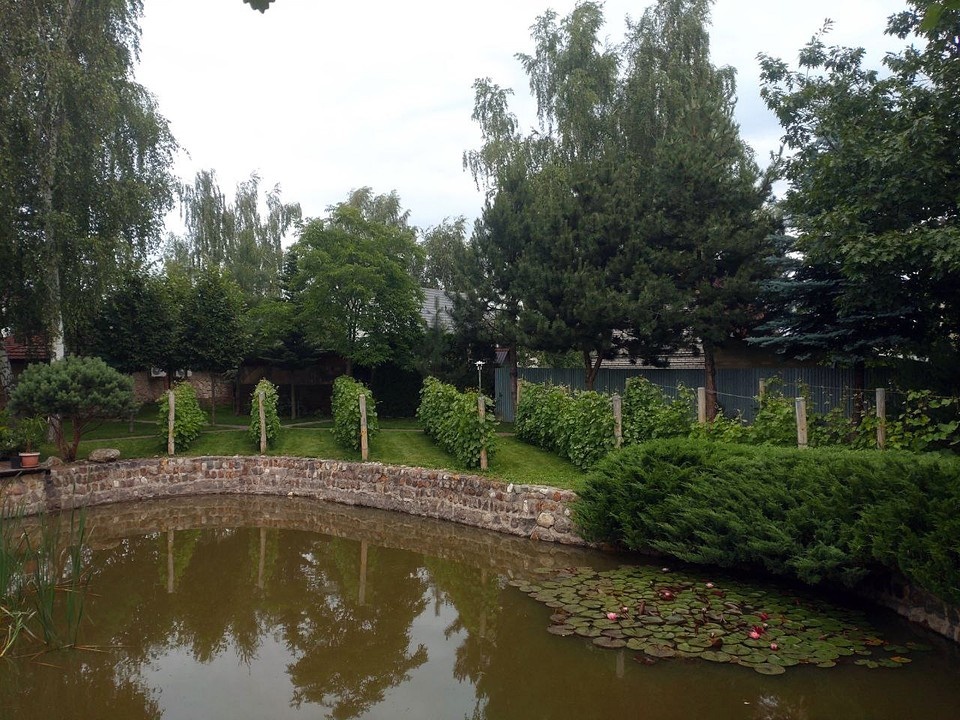    Часть виноградника Николая в Раменском. Фото: Николай Выставкин