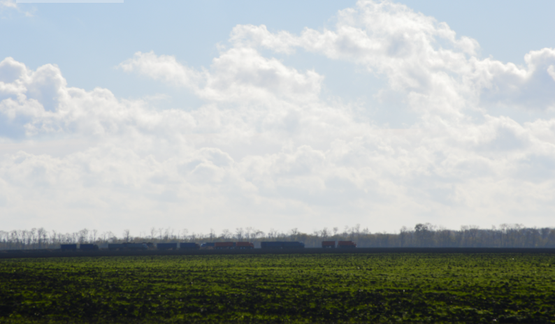 Фото автора. 01.11.2025. На свекловичном поле агрофирмы.  Автопоезда в ожидании погрузки. 