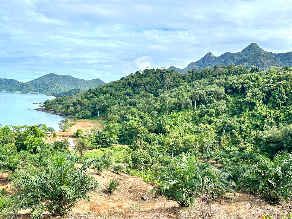 Тропические джунгли. Остров Ко Чанг.