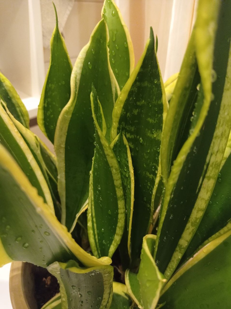 Sansevieria Black Gold, материнское растение (фото автора)