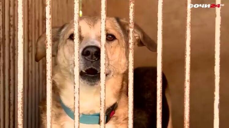    Фото: Сочи24