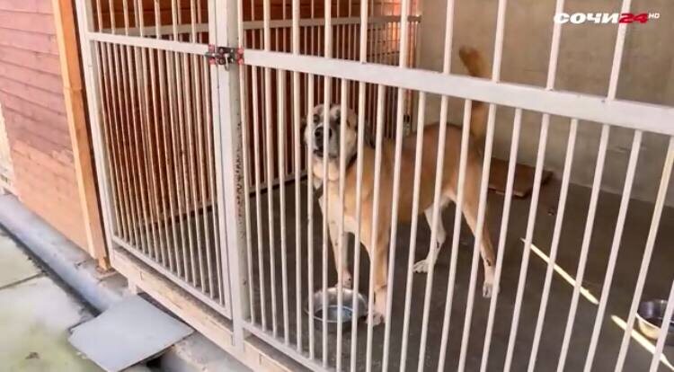    Фото: Сочи24