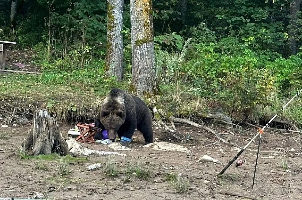    В Башкирии медведи и лисы массово выходят к людям из-за нехватки корма