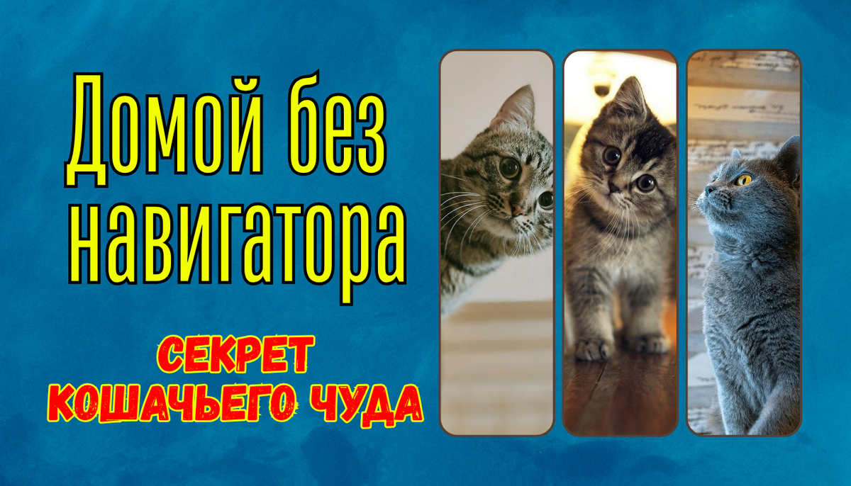 Как кошки находят дорогу домой за десятки километров