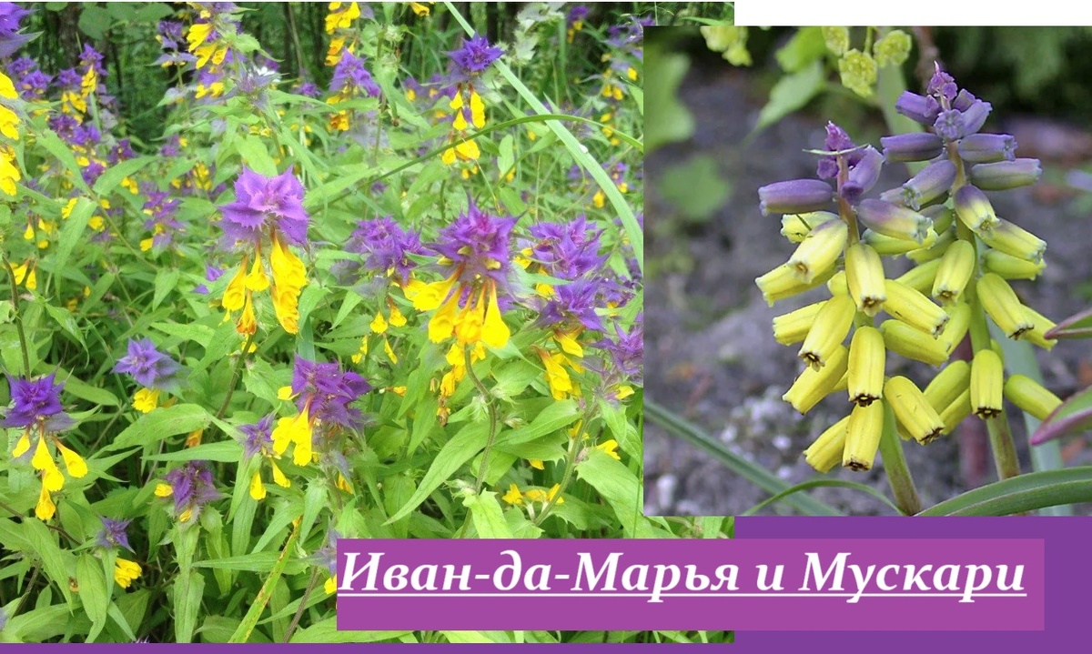 Коллаж автора...