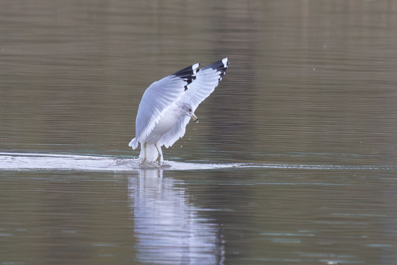 делавэрская чайка