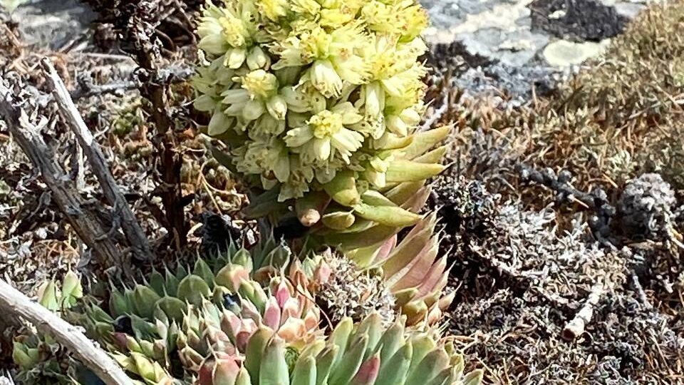 🍁Каждый раз я привожу с Байкала какую-то растительность