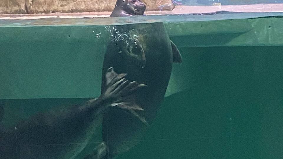 🌷Байкальские нерпочки 🦭🦭🦭в Москвариуме