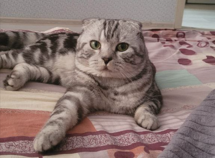 Почему кошки улыбаются