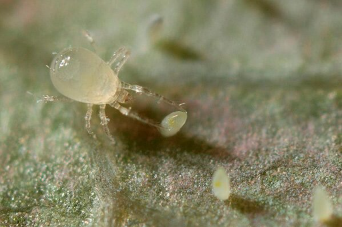 Источник фото: dzen.ru