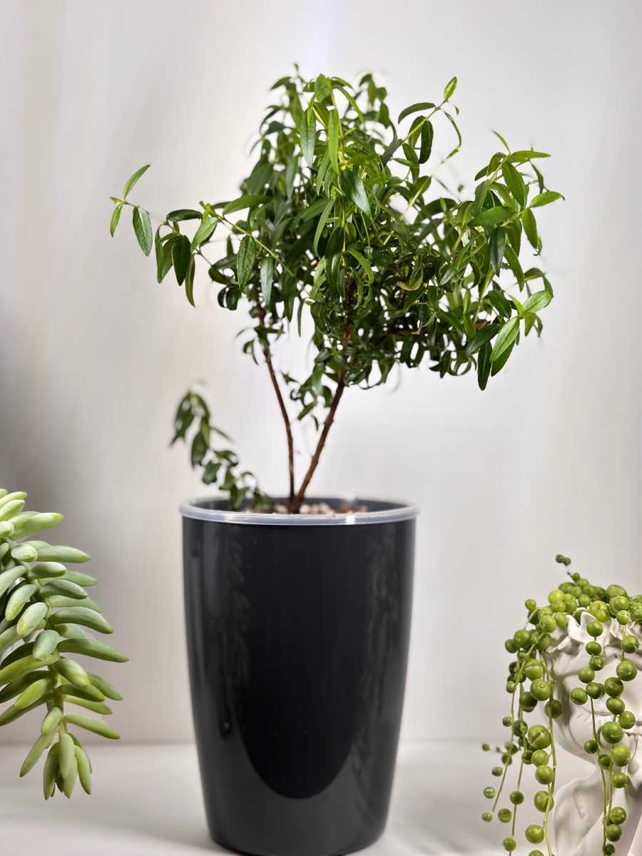 Маленькое деревце мирта на стадии формирования кроны. Была сделана одна обрезка.