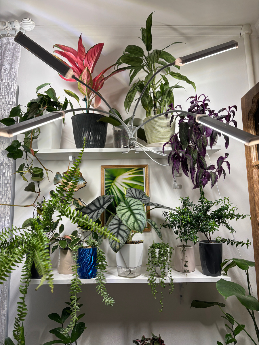 Фитолампа включается утром и горит 12-14 часов, затем отключается на ночь. 