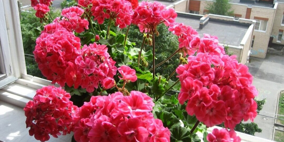 Как заставить цвести герань