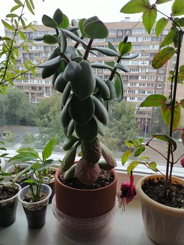 Для медитации 