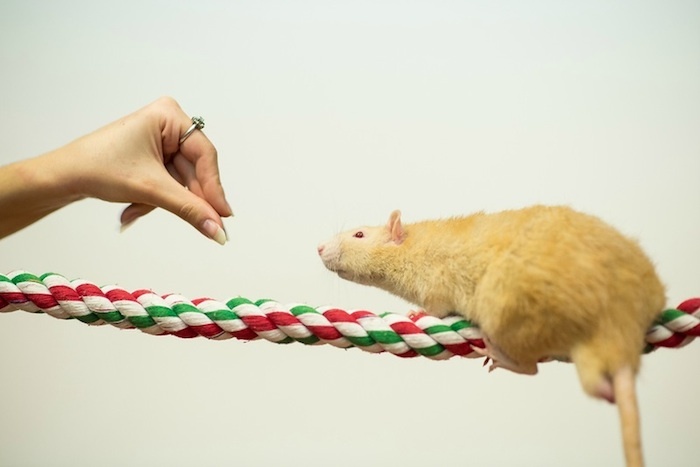 Изображение из интернета