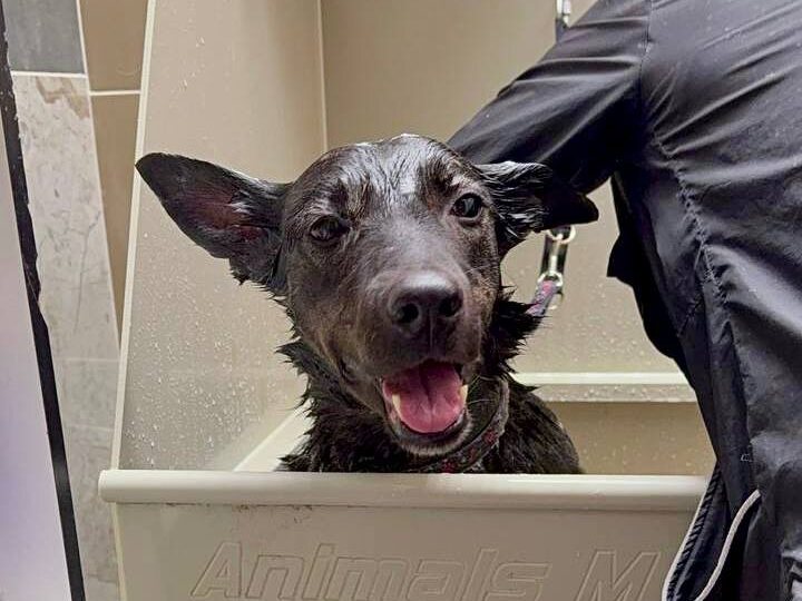 WOOF, встречай нас🎉