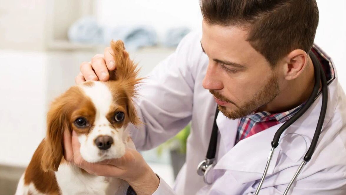    Фото: Nestor Rizhniak/Shutterstock/Fotodom