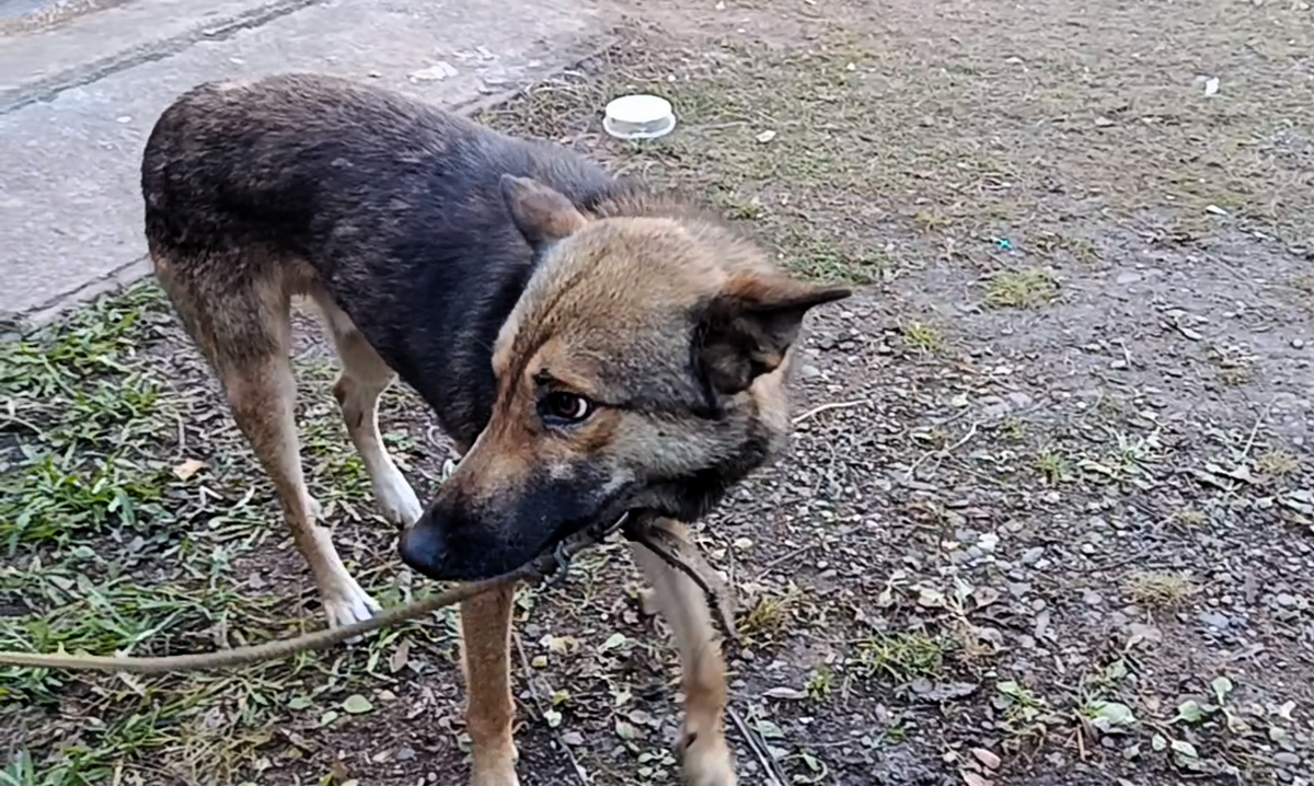 Люди, как могли, кормили