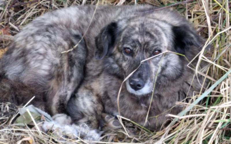    Людмила Корвякова