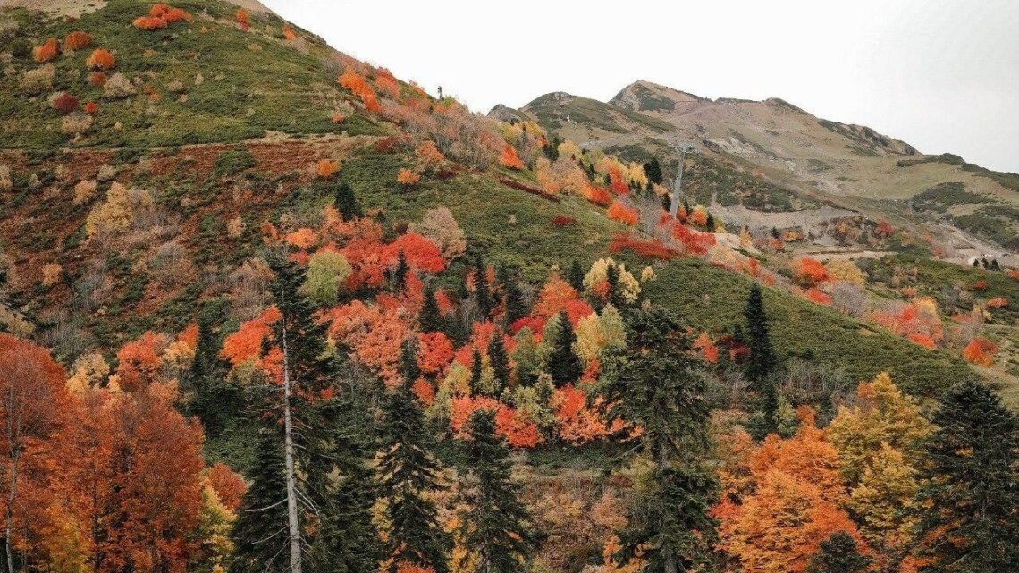   фото: пресс-служба администрации Сочи