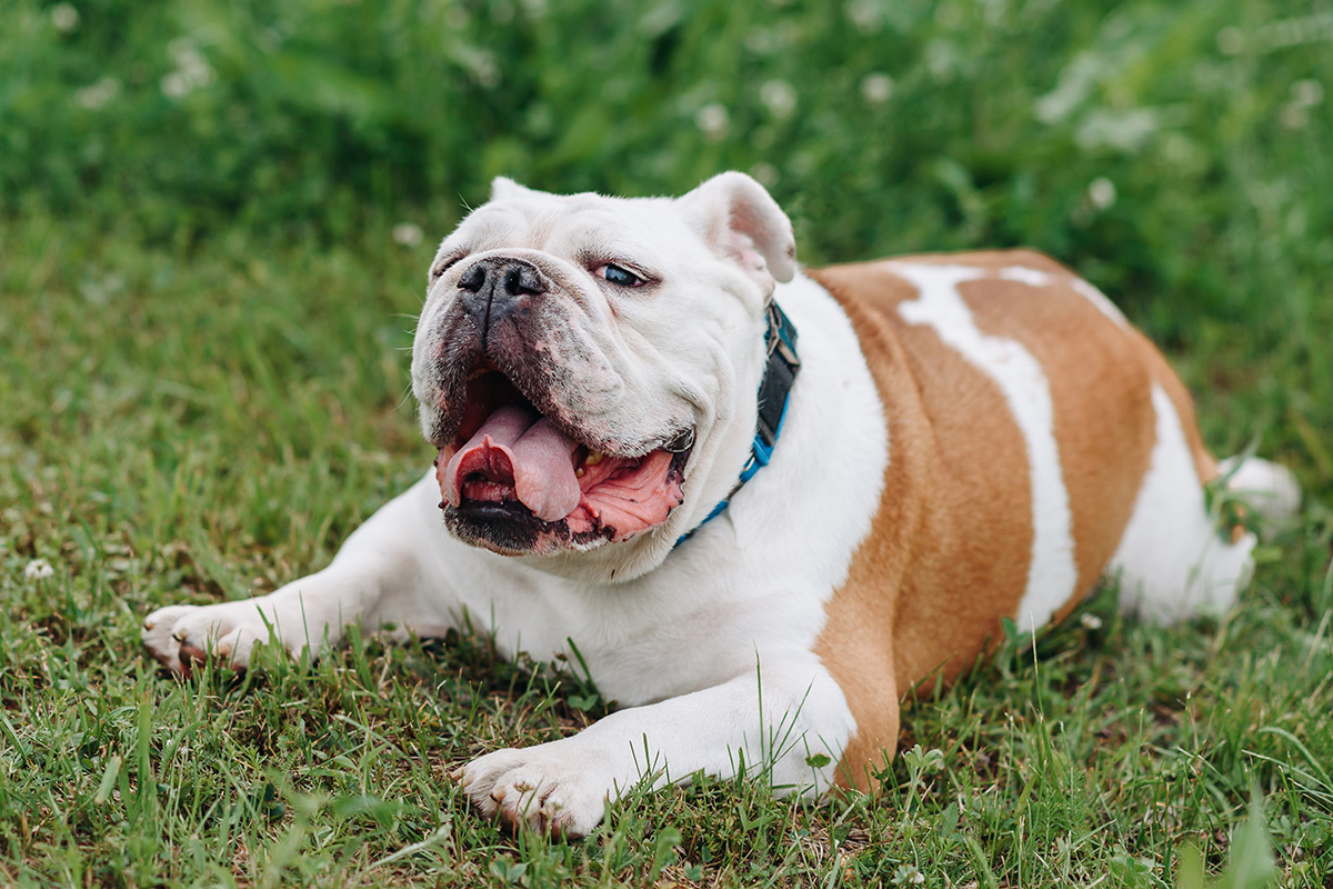 Anton Pentegov / Shuttherstock / FOTODOM📷Английский бульдог