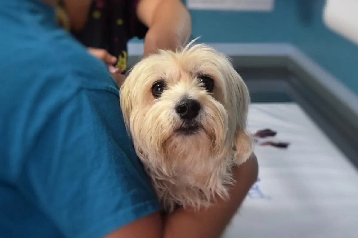    В Белгородской области животным можно будет сделать МРТ с 5 ноября