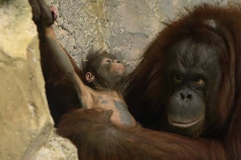    Фото: Новосибирский зоопарк