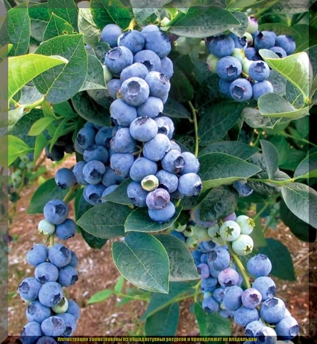 https://vk.com/photo-159774511_457274157. Голубика «Блюкроп»